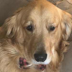 Meet your Posher, Gianna